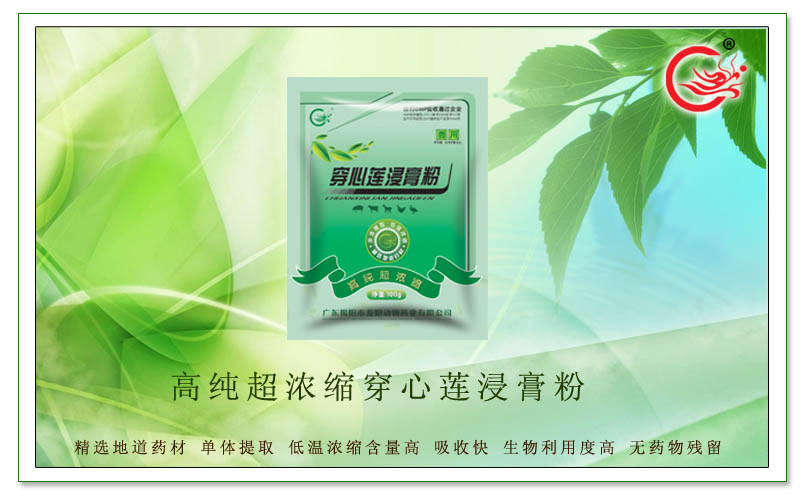 高纯超浓缩穿心莲浸膏粉，防治仔猪败血症及各种呼吸道混合感染病疾
