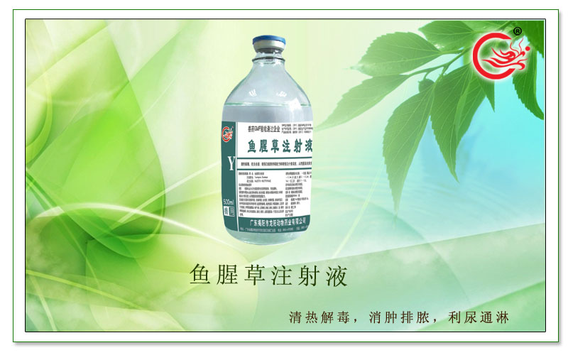 鱼腥草注射液.jpg
